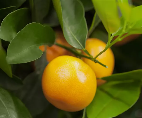 Citrus sinensis