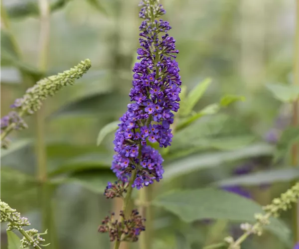 Buddleja davidii 'Empire Blue'
