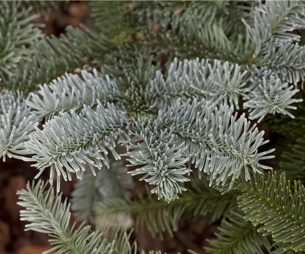Abies procera