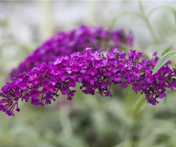 Buddleja davidii 'Royal Red'