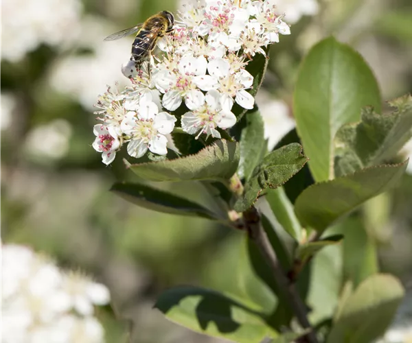 Aronia x prunifolia 'Nero'
