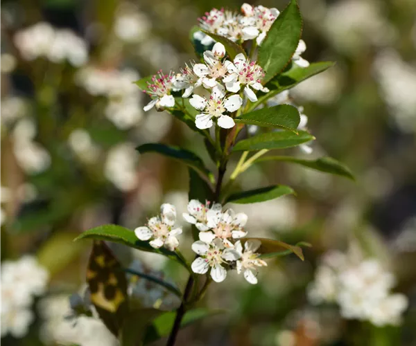 Aronia melanocarpa