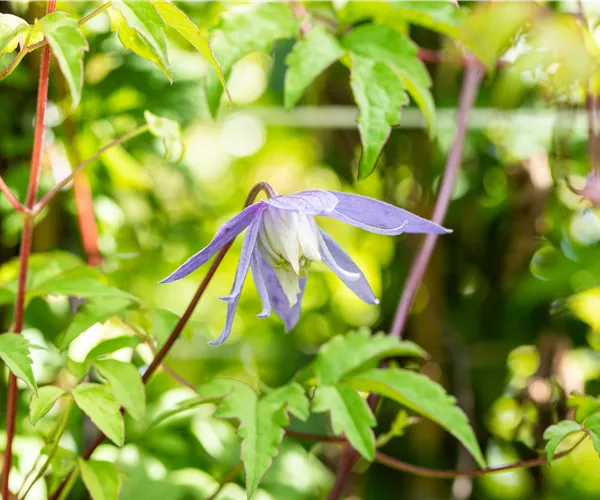 Clematis alpina