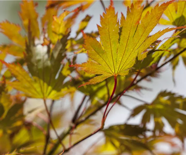 Acer palmatum
