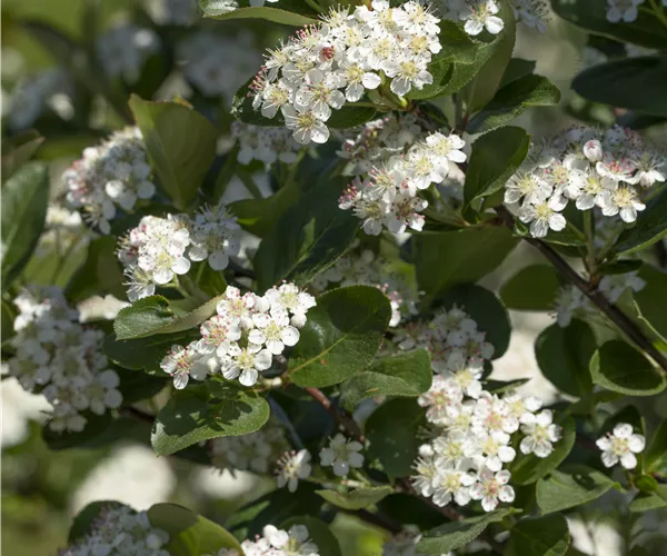 Aronia x prunifolia 'Viking'