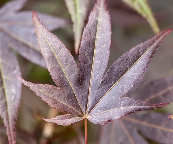 Acer palmatum 'Atropurpureum'