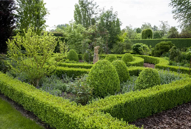 Buxus sempervirens