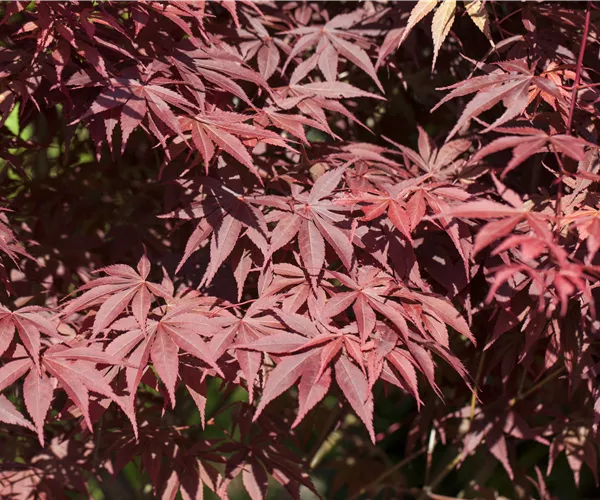 Acer palmatum 'Bloodgood'