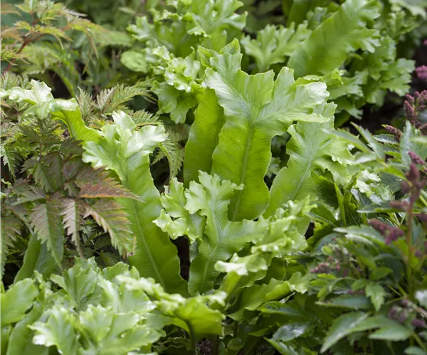 Asplenium scolopendrium