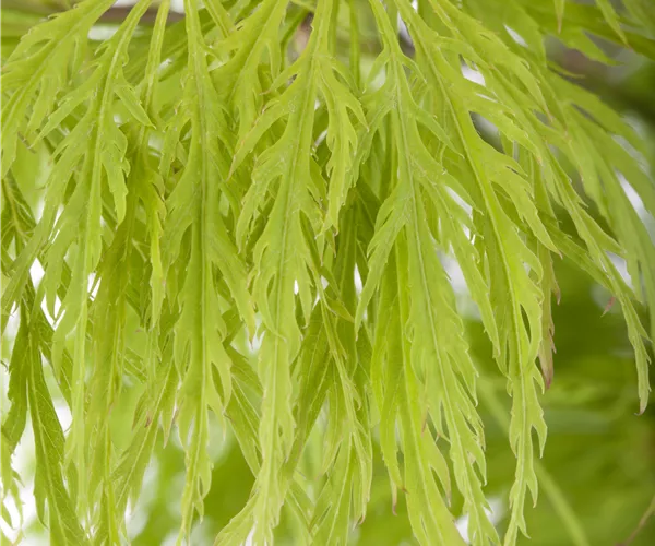 Acer palmatum 'Dissectum'