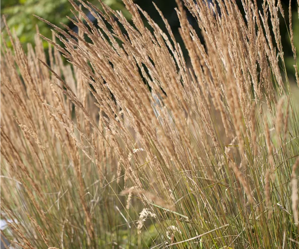 Calamagrostis x acutiflora