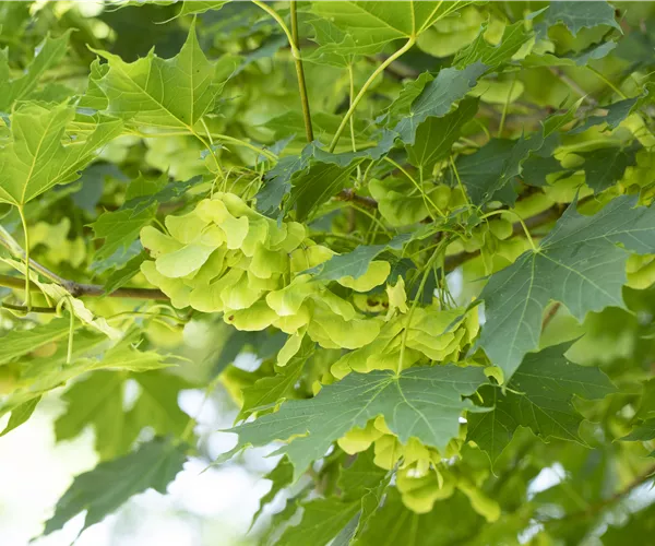 Acer platanoides