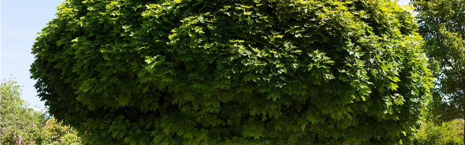 Acer platanoides 'Globosum'