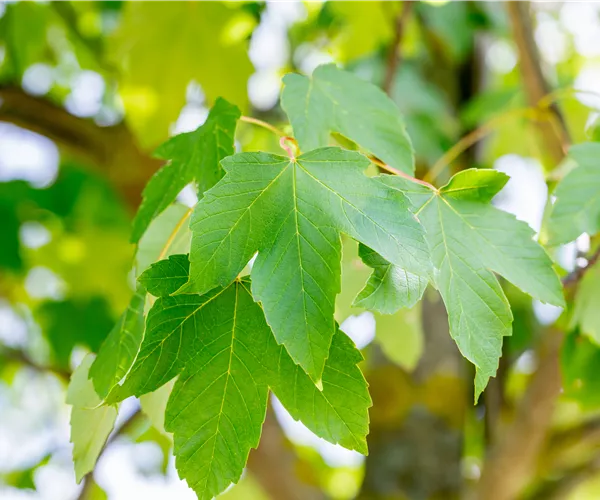 Acer pseudoplatanus