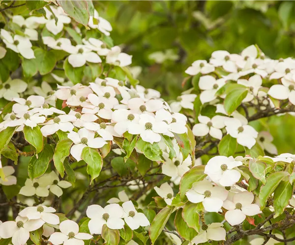 Cornus kousa