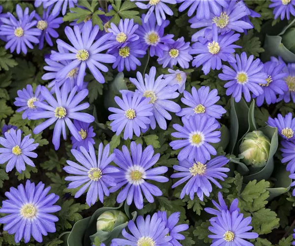 Anemonen – zarte Windröschen im Garten