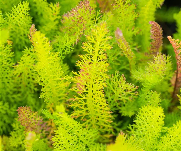 Achillea millefolium
