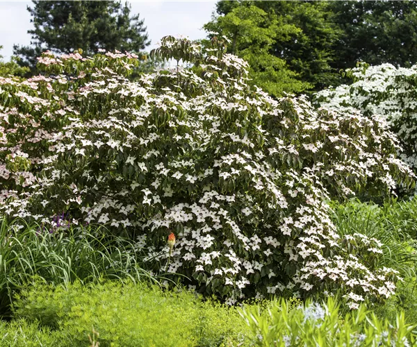 Cornus kousa 'Cappuccino'®