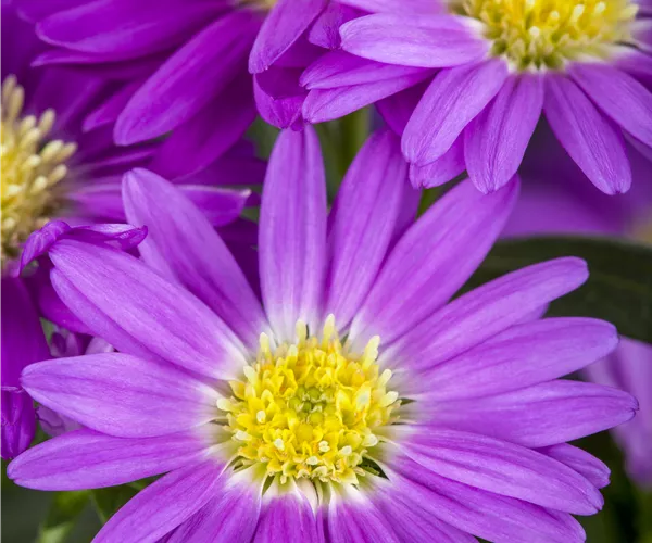 Aster novi-belgii