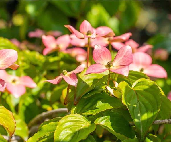 Cornus kousa 'Satomi'®