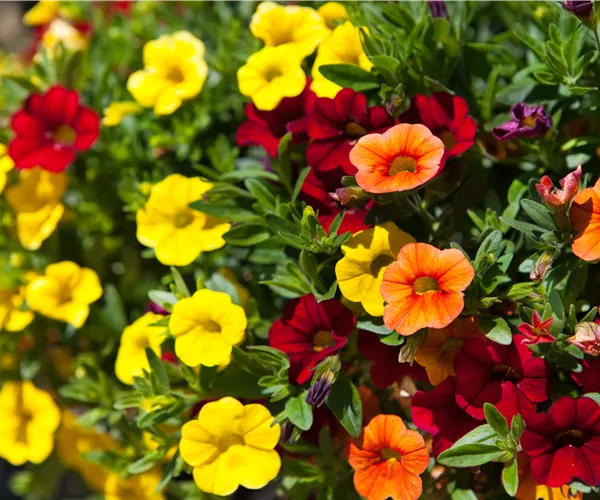 Calibrachoa