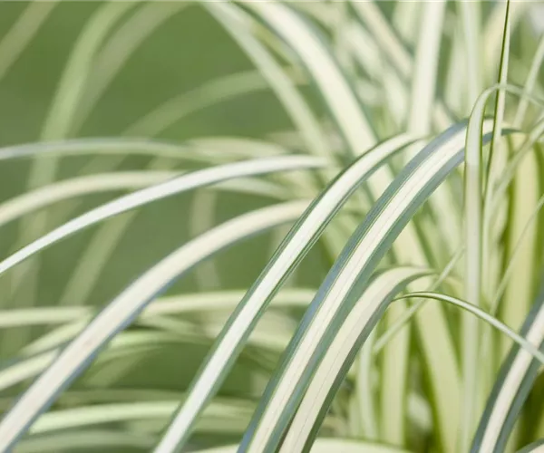 Carex – mehr als nur einfache Gräser