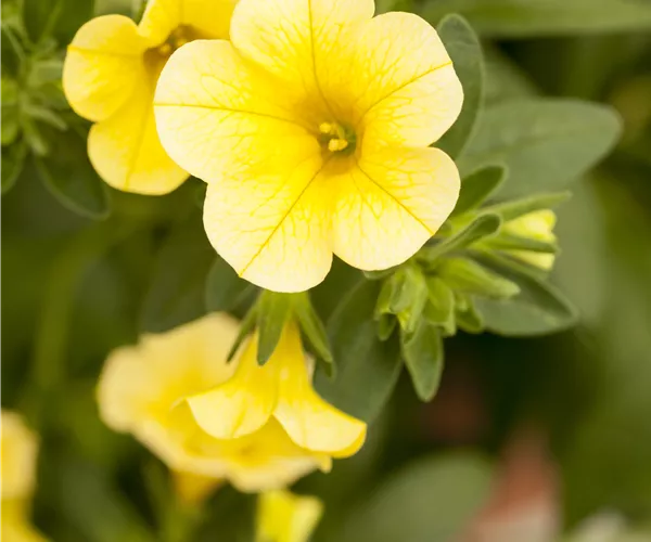 Calibrachoa 'Celebration'®