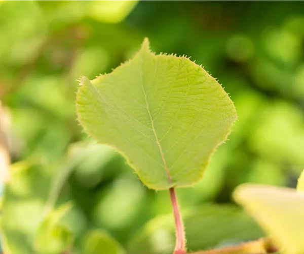 Actinidia chinensis 'Hayward'