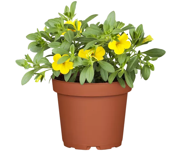 Calibrachoa 'Million Bells'®