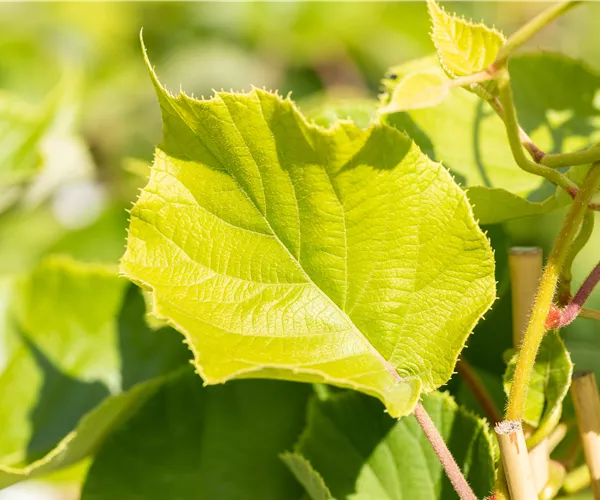 Actinidia chinensis 'Jenny'