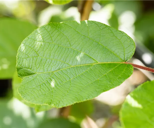 Actinidia chinensis 'Solissimo'®