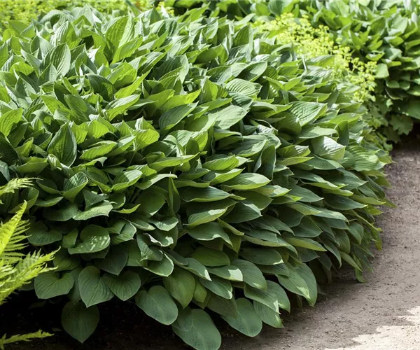 Die Funkie – der Allrounder im Garten