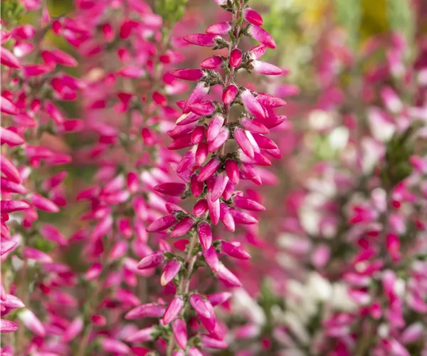Calluna 'Beauty Ladies'®