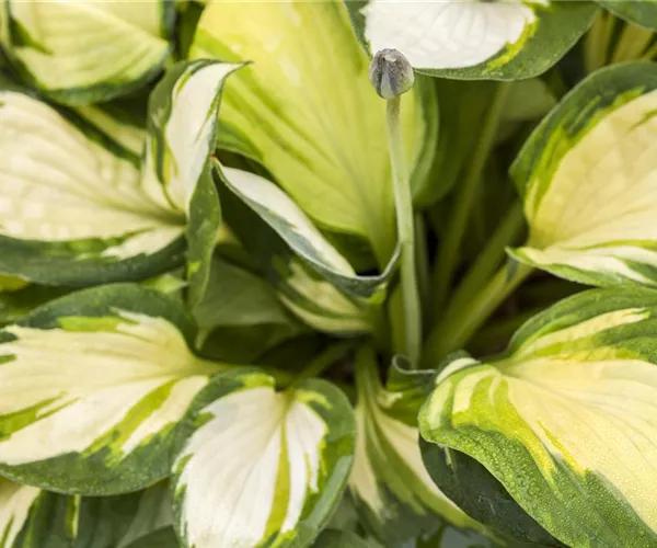 Die Funkie – eine der schönsten Blattschmuckstauden