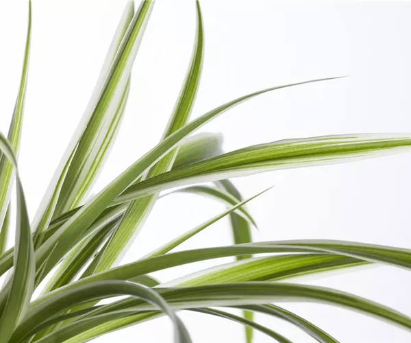 Die Grünlilie in einer Hydrokultur