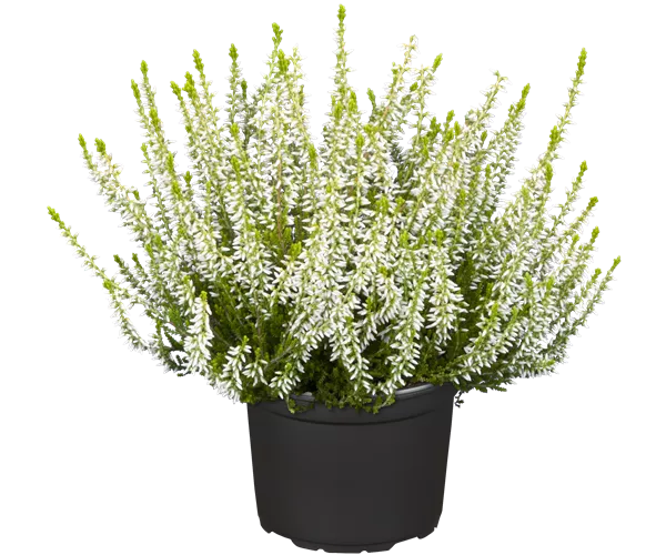 Calluna vulgaris Gardengirls®
