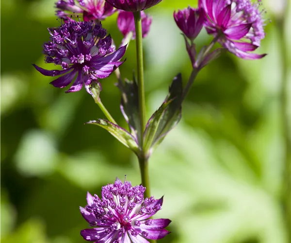 Astrantia major