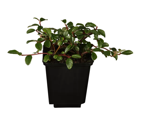 Cotoneaster dammeri