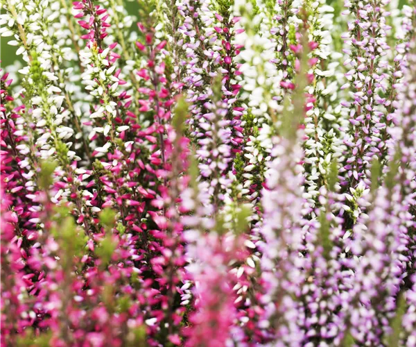 Calluna vulgaris Trio-Girls®