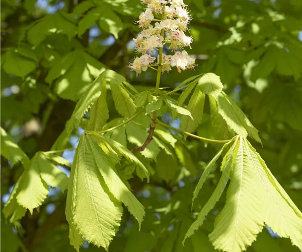Aesculus hippocastanum