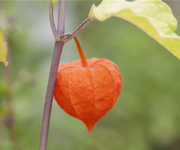 Die Lampionblume: alles andere als ein Nachtschattengewächs