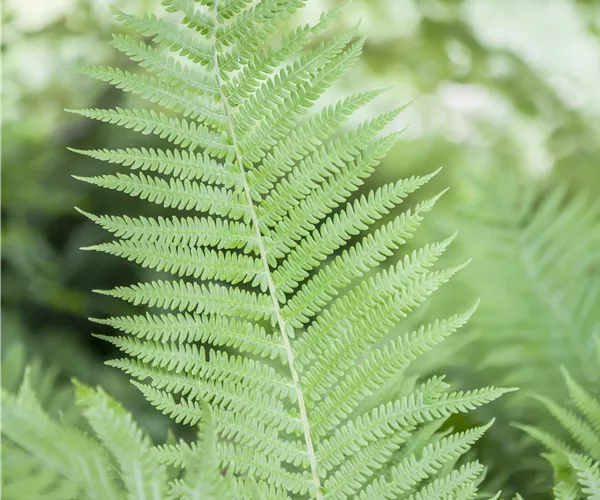 Athyrium filix-femina
