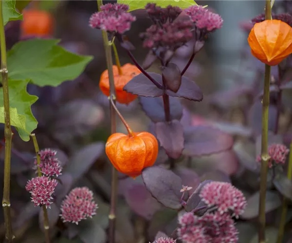 Schaurig schöne Tischgirlande aus Physalis