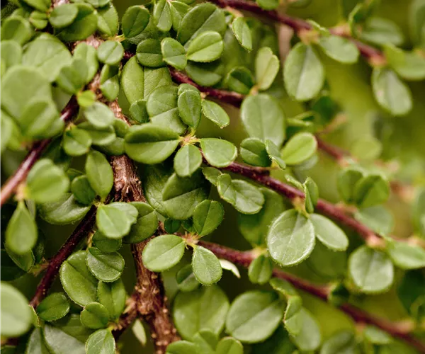 Cotoneaster procumbens 'Streibs Findling'