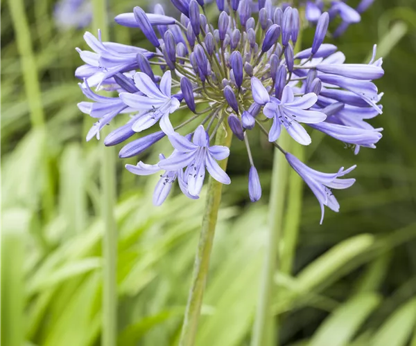 Agapanthus africanus