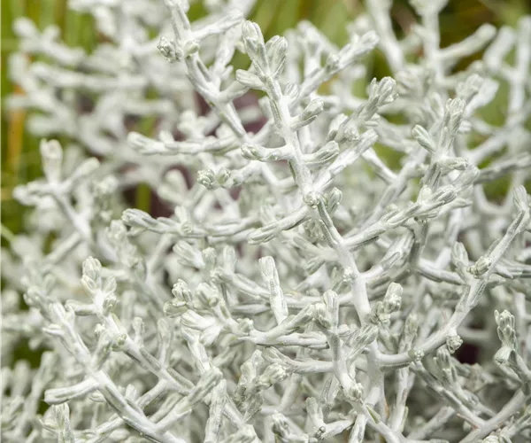 Calocephalus brownii