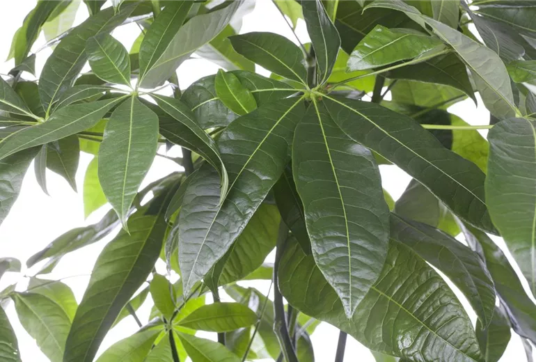 Pachira aquatica