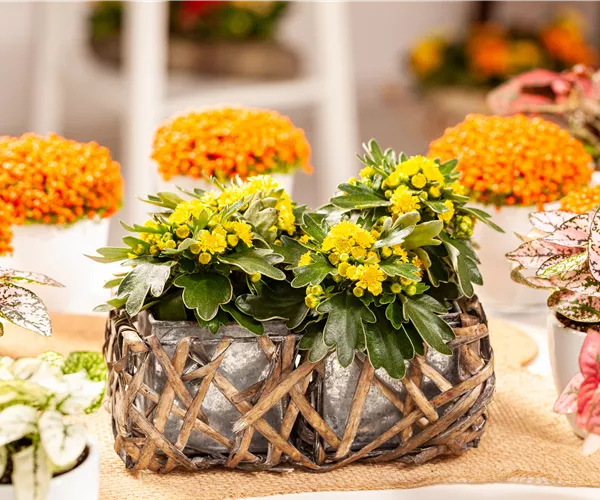 Balkonpflanzen im Herbst – Bunte Farben durch hübsche Blüten und Blätter