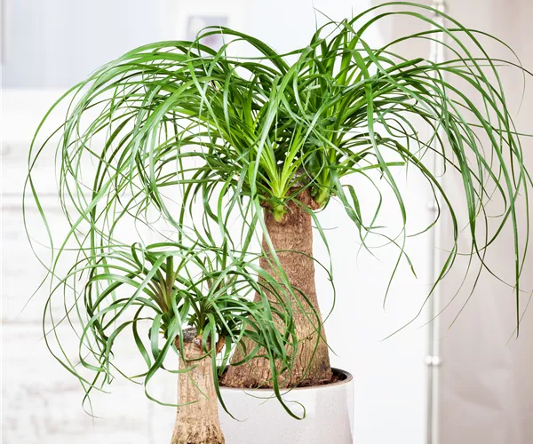 Beaucarnea recurvata