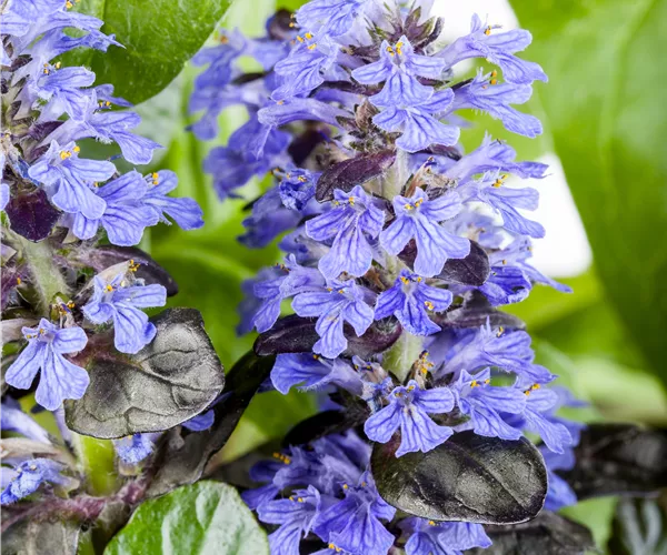 Ajuga reptans